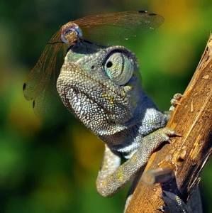 Meet your Posher, Tracy s